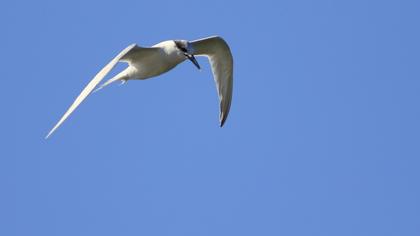 Sandwich Tern