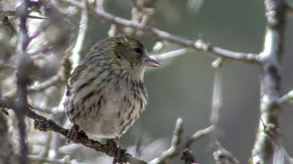 Eurasian Siskin
