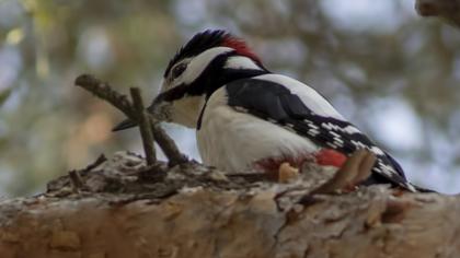 Great Spotted Woodpecker