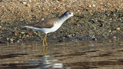 Marsh Sandpiper