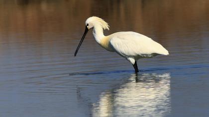 Eurasian Spoonbill