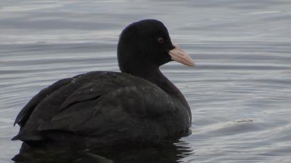 Eurasian Coot