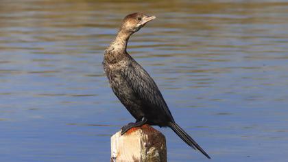 Pygmy Cormorant