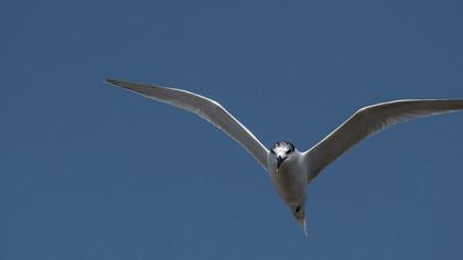 Sandwich Tern