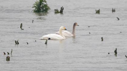 Tundra Swan