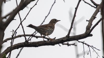 Song Thrush