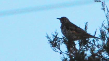 Mistle Thrush