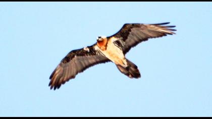 Bearded Vulture