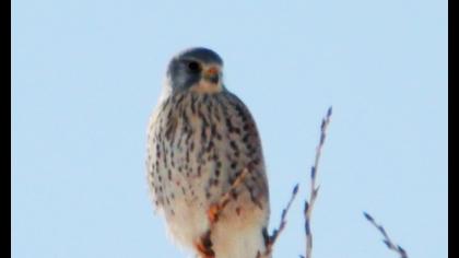 Common Kestrel