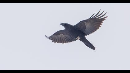Northern Raven