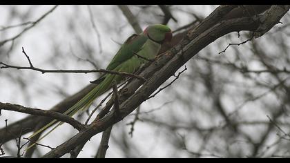 Alexandrine Parakeet