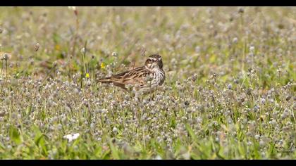 Woodlark