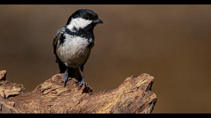 Coal Tit