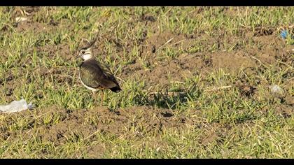 Northern Lapwing