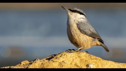 Western Rock Nuthatch