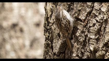 Eurasian Treecreeper