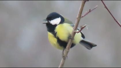 Great Tit