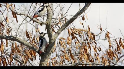 Syrian Woodpecker