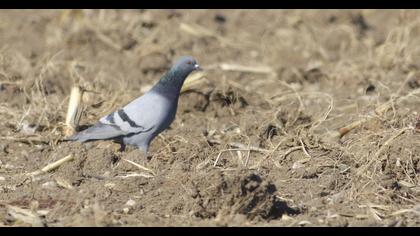 Rock Dove