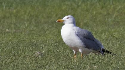 Yellow-legged Gull