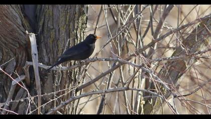 Common Blackbird
