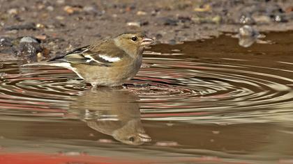 Common Chaffinch