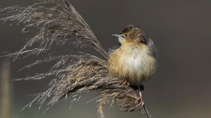 Zitting Cisticola