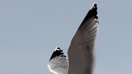 Yellow-legged Gull