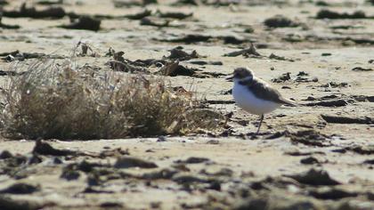 Kentish Plover