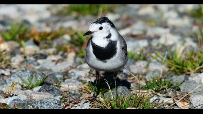 White Wagtail