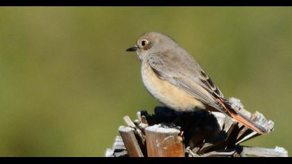 Common Redstart