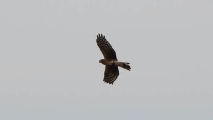 Hen Harrier