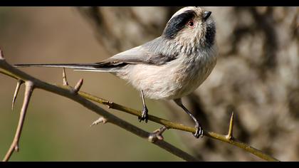 Long-tailed Tit