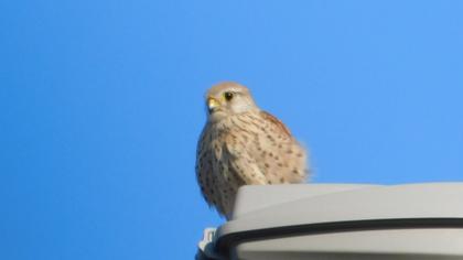 Lesser Kestrel