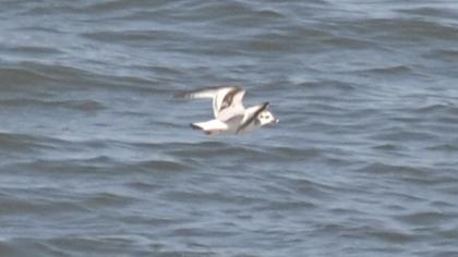 Little Gull
