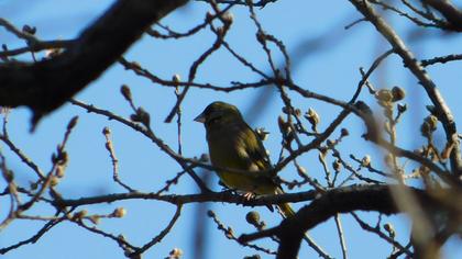 European Greenfinch