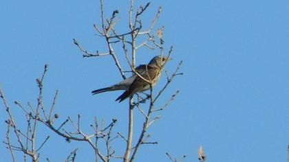 Fieldfare