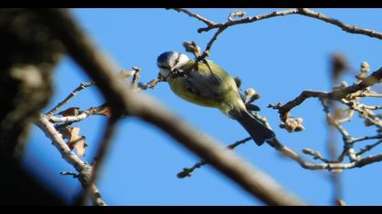 Eurasian Blue Tit