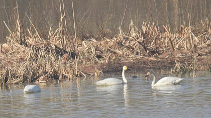 Tundra Swan