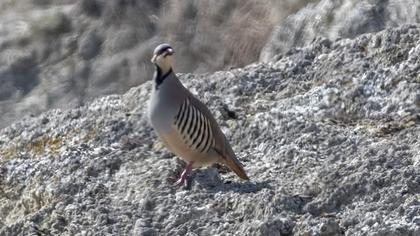 Chukar Partridge