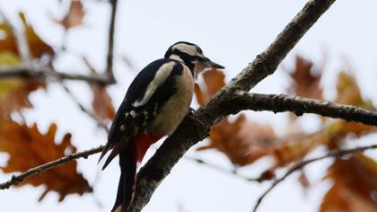 Great Spotted Woodpecker