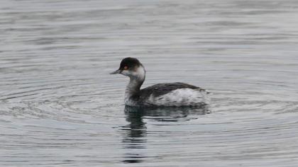 Black-necked Grebe