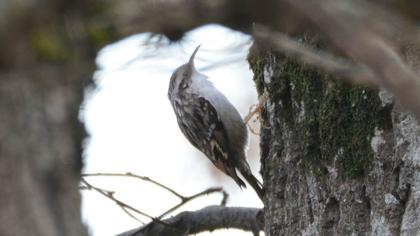 Short-toed Treecreeper