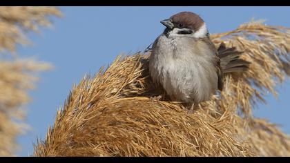 Eurasian Tree Sparrow