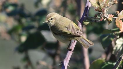 Common Chiffchaff