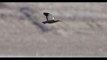 Ruddy Shelduck
