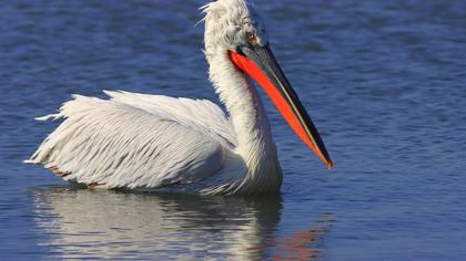 Dalmatian Pelican