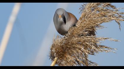 Bearded Reedling