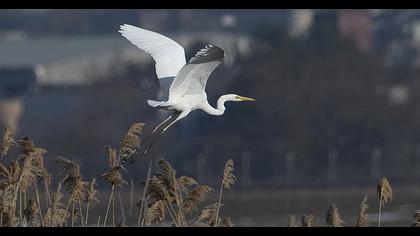 Great Egret