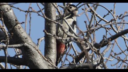 Syrian Woodpecker